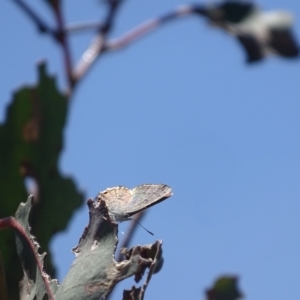 Acrodipsas myrmecophila at suppressed - suppressed