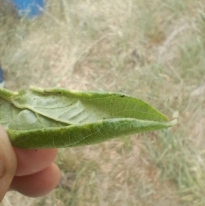 Brachycaudus (Brachycaudus) helichrysi at Tarago, NSW - 1 Nov 2023