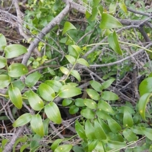 Asparagus asparagoides at Majura, ACT - 1 Nov 2023 09:43 AM