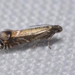 Glyphipterix palaeomorpha (A Gem moth (Gliphypterigidae)) at QPRC LGA - 29 Oct 2023 by DianneClarke