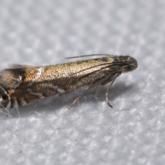 Glyphipterix palaeomorpha (A Gem moth (Gliphypterigidae)) by DianneClarke