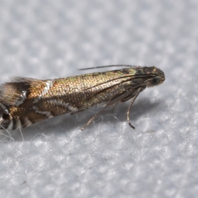 Glyphipterix palaeomorpha (A Gem moth (Gliphypterigidae)) at QPRC LGA - 29 Oct 2023 by DianneClarke