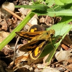 Ocybadistes walkeri (Green Grass-dart) at Lyneham, ACT - 1 Nov 2023 by trevorpreston