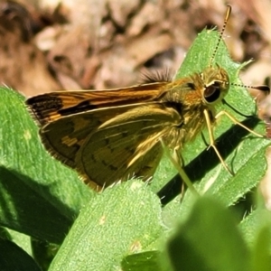 Ocybadistes walkeri at Lyneham, ACT - 1 Nov 2023