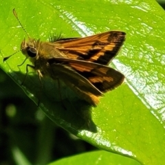 Ocybadistes walkeri at Lyneham, ACT - 1 Nov 2023