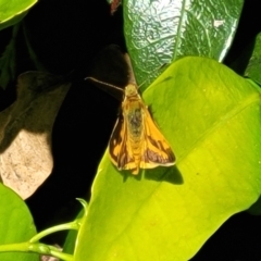 Ocybadistes walkeri at Lyneham, ACT - 1 Nov 2023