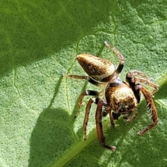 Opisthoncus grassator (Jumping spider) at Lyneham, ACT - 31 Oct 2023 by trevorpreston