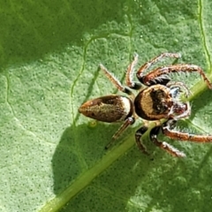 Opisthoncus grassator at Lyneham, ACT - 1 Nov 2023 10:32 AM