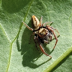 Opisthoncus grassator at Lyneham, ACT - 1 Nov 2023 10:32 AM