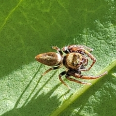 Opisthoncus grassator at Lyneham, ACT - 1 Nov 2023 10:32 AM