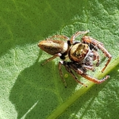 Opisthoncus grassator at Lyneham, ACT - 1 Nov 2023