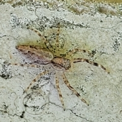 Helpis minitabunda (Threatening jumping spider) at Sullivans Creek, Lyneham South - 31 Oct 2023 by trevorpreston