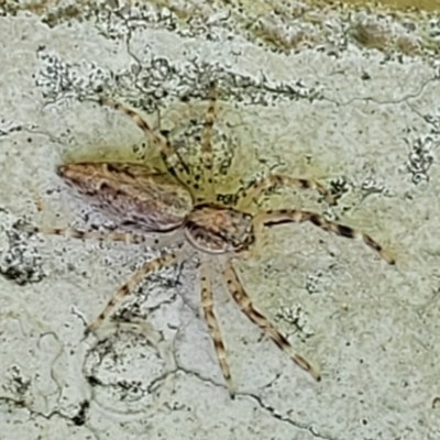 Helpis minitabunda (Threatening jumping spider) at Lyneham, ACT - 1 Nov 2023 by trevorpreston