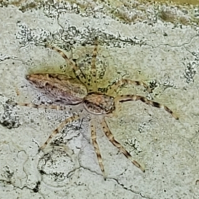 Helpis minitabunda (Threatening jumping spider) at Sullivans Creek, Lyneham South - 31 Oct 2023 by trevorpreston