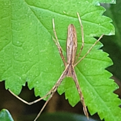 Asianopis sp. (genus) (Net-casting spider) at Sullivans Creek, Lyneham South - 31 Oct 2023 by trevorpreston