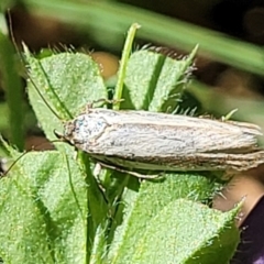 Philobota chionoptera (A concealer moth) at Sullivans Creek, Lyneham South - 31 Oct 2023 by trevorpreston