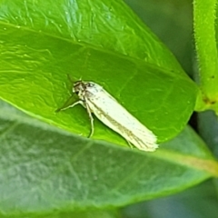 Philobota chionoptera at Lyneham, ACT - 1 Nov 2023 10:29 AM