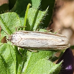 Philobota chionoptera at Lyneham, ACT - 1 Nov 2023 10:29 AM