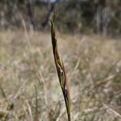 Diuris dendrobioides (Late Mauve Doubletail) at Tuggeranong, ACT - 31 Oct 2023 by BethanyDunne