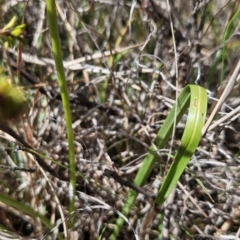 Diuris dendrobioides at suppressed - 1 Nov 2023