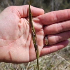 Diuris dendrobioides at suppressed - suppressed