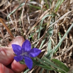 Wahlenbergia stricta subsp. stricta (Tall Bluebell) at Bullen Range - 31 Oct 2023 by BethanyDunne