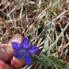 Wahlenbergia stricta subsp. stricta (Tall Bluebell) at Tuggeranong, ACT - 1 Nov 2023 by BethanyDunne