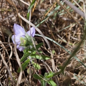 Wahlenbergia stricta subsp. stricta at Tuggeranong, ACT - 1 Nov 2023