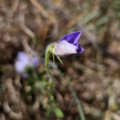 Wahlenbergia stricta subsp. stricta at Tuggeranong, ACT - 1 Nov 2023 10:00 AM