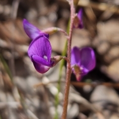 Swainsona monticola (Notched Swainson-Pea) at Tuggeranong, ACT - 1 Nov 2023 by BethanyDunne