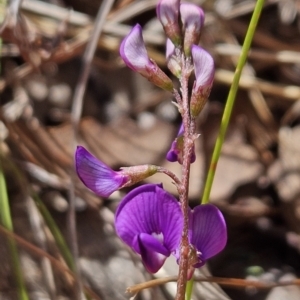 Swainsona monticola at Tuggeranong, ACT - 1 Nov 2023 10:03 AM