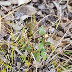 Bursaria spinosa at Tuggeranong, ACT - 1 Nov 2023 09:54 AM