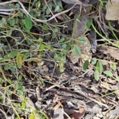 Hovea heterophylla (Common Hovea) at Tuggeranong, ACT - 1 Nov 2023 by BethanyDunne