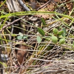 Hovea heterophylla at Tuggeranong, ACT - 1 Nov 2023