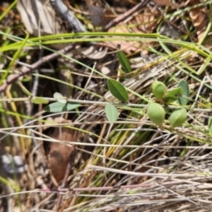 Hovea heterophylla at Tuggeranong, ACT - 1 Nov 2023