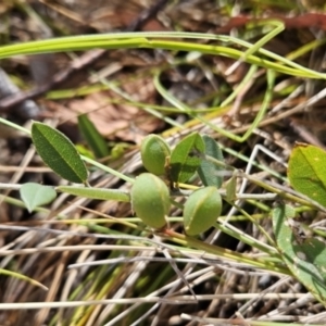 Hovea heterophylla at Tuggeranong, ACT - 1 Nov 2023