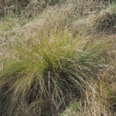Poa labillardierei (Common Tussock Grass, River Tussock Grass) at Richardson, ACT - 15 Jul 2023 by michaelb
