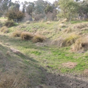 Poa labillardierei at Richardson, ACT - 15 Jul 2023