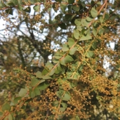 Acacia pravissima (Wedge-leaved Wattle, Ovens Wattle) at Tuggeranong Homestead A.C.T. - 15 Jul 2023 by michaelb
