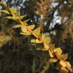 Acacia pravissima at Richardson, ACT - 15 Jul 2023