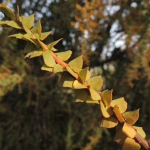 Acacia pravissima at Richardson, ACT - 15 Jul 2023