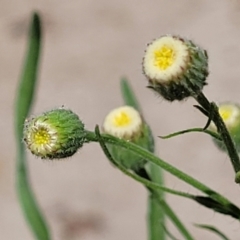 Erigeron bonariensis (Flaxleaf Fleabane) at Sullivans Creek, Lyneham South - 1 Nov 2023 by trevorpreston