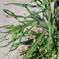 Erigeron bonariensis at Lyneham, ACT - 1 Nov 2023 11:55 AM