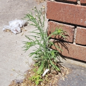 Erigeron bonariensis at Lyneham, ACT - 1 Nov 2023 11:55 AM