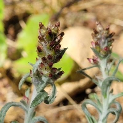 Gamochaeta calviceps (Narrowleaf Purple Everlasting) at Sullivans Creek, Lyneham South - 1 Nov 2023 by trevorpreston