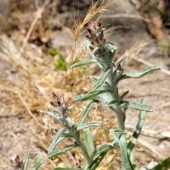 Gamochaeta calviceps at Lyneham, ACT - 1 Nov 2023