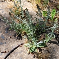 Gamochaeta calviceps at Lyneham, ACT - 1 Nov 2023