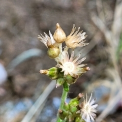 Gamochaeta purpurea (Purple Cudweed) at Sullivans Creek, Lyneham South - 1 Nov 2023 by trevorpreston