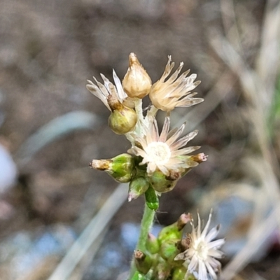 Gamochaeta impatiens (A cudweed) at Lyneham, ACT - 1 Nov 2023 by trevorpreston