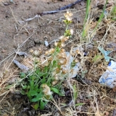 Gamochaeta impatiens at Sullivans Creek, Lyneham South - 1 Nov 2023 11:57 AM